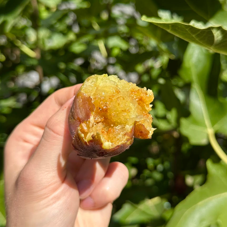 Brown Turkey Fig Tree