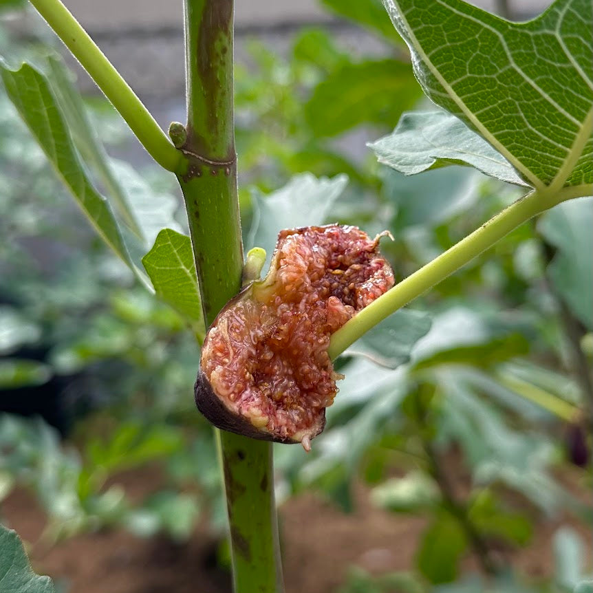 Florea Fig Tree