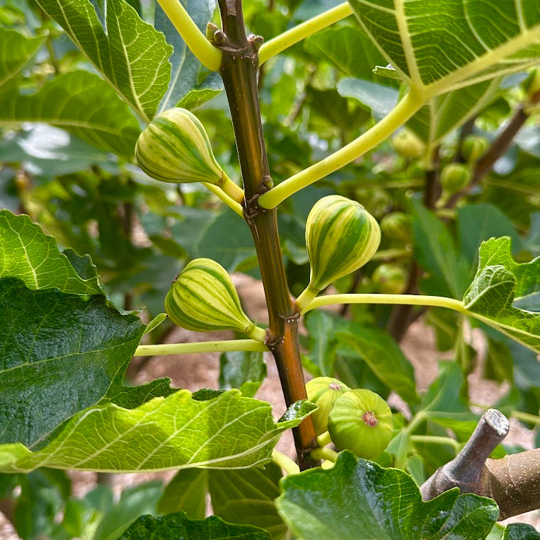 Panache Tiger Fig Tree