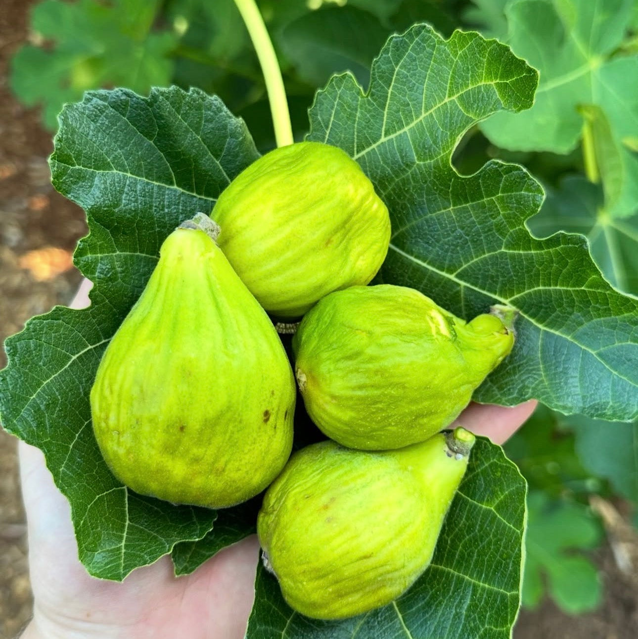 Lattarula Italian Honey Fig Tree