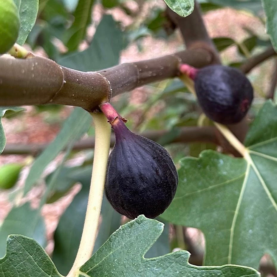 Ronde de Bordeaux Fig Tree