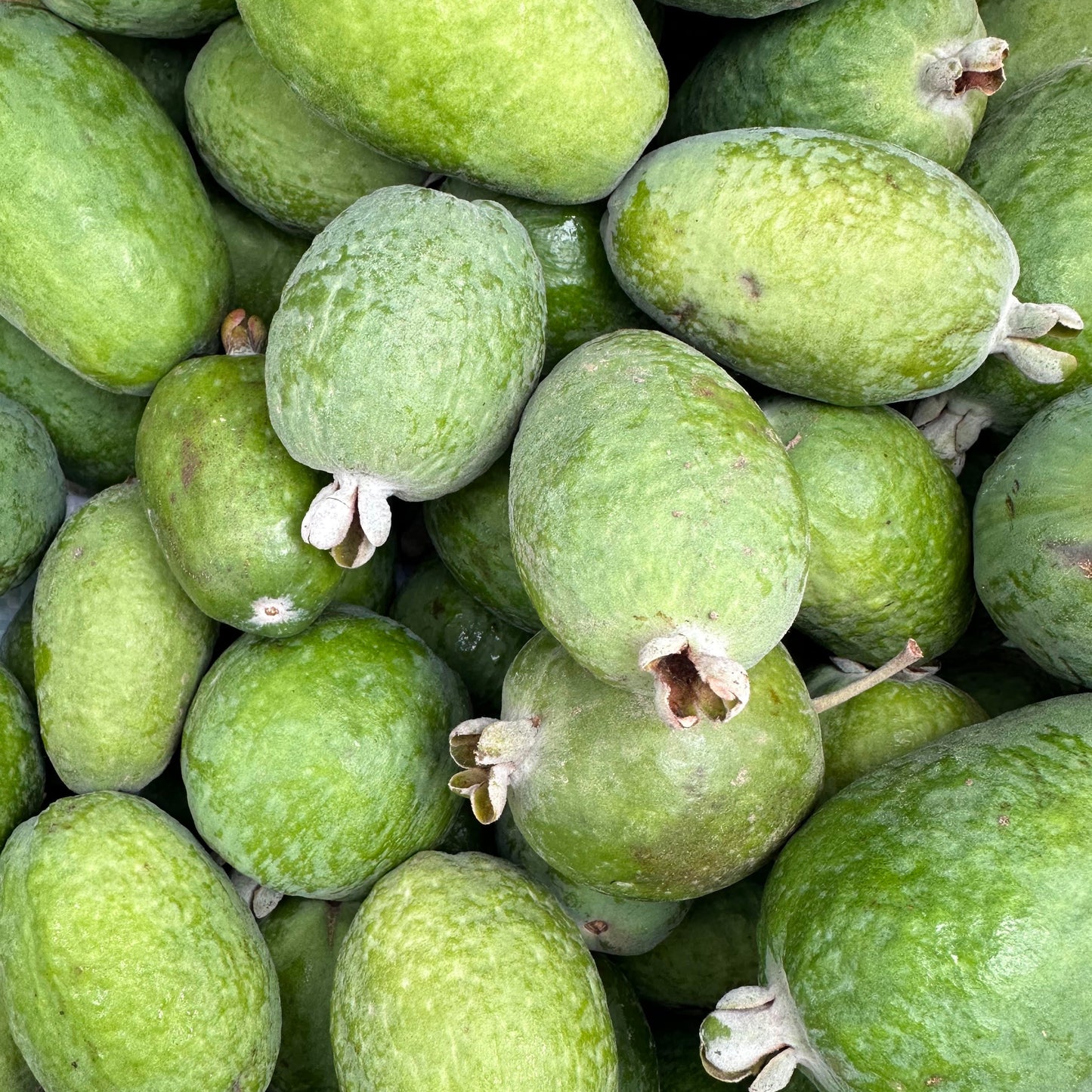 Pineapple Guava Seedling