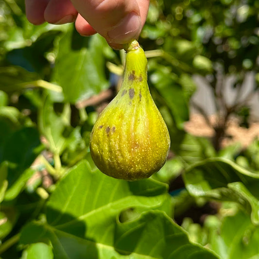 White Madeira Fig Tree