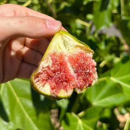 White Madeira Fig Tree