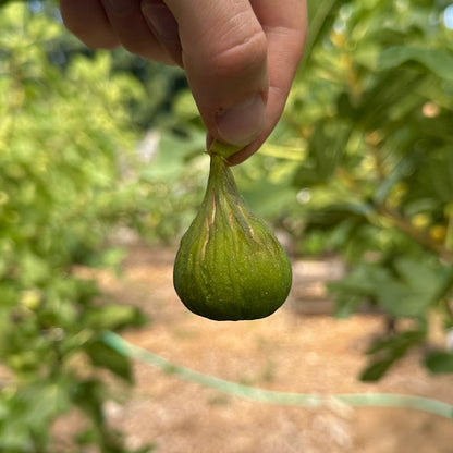 Strawberry Verte Fig Tree