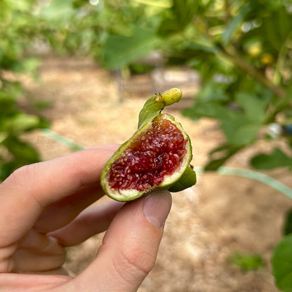 Strawberry Verte Fig Tree