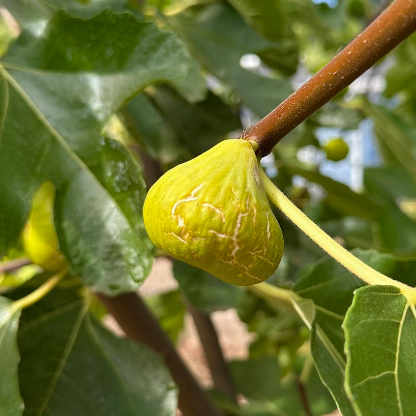LSU Gold Fig Tree
