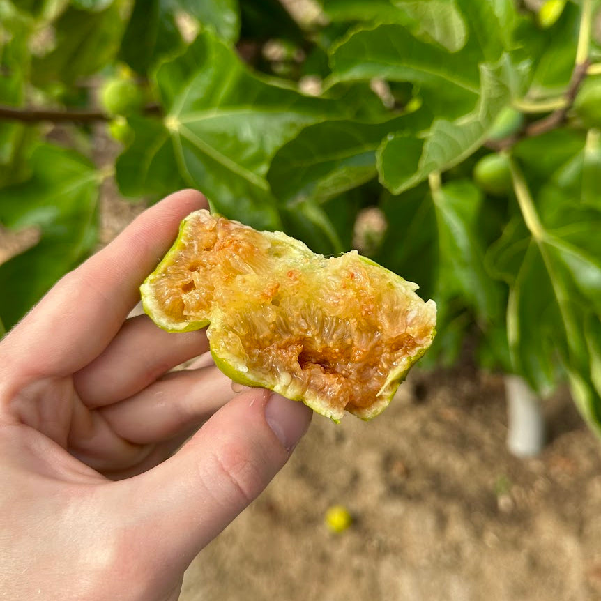 LSU Gold Fig Tree