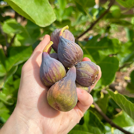LSU Tiger Fig Tree