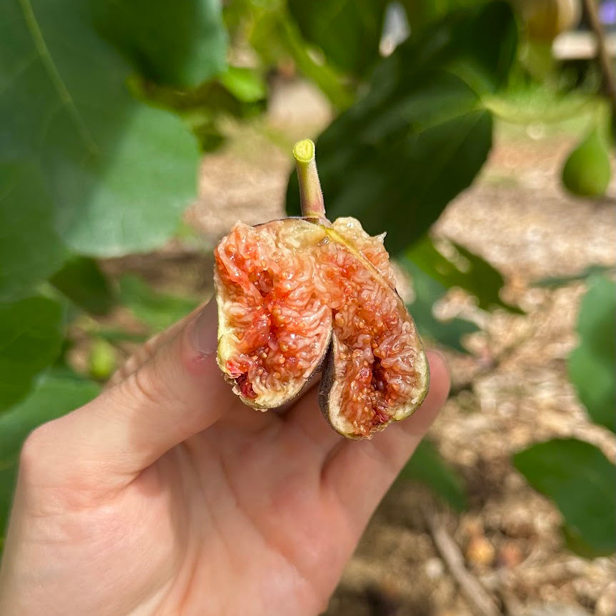 LSU Tiger Fig Tree