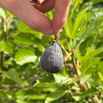 Violette de Bordeaux Fig Tree