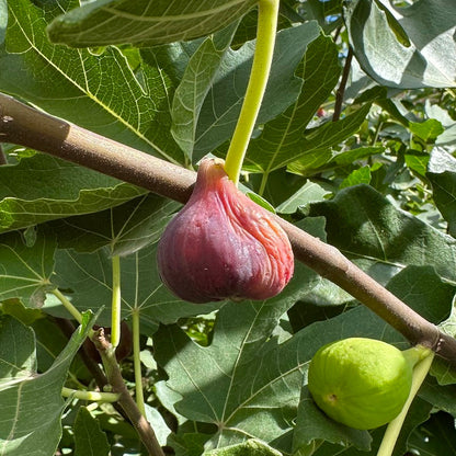 Brown Turkey Fig Tree