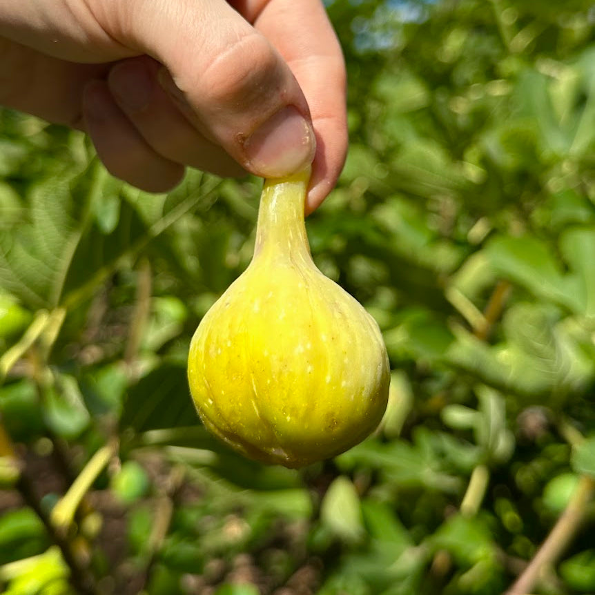 Golden Riverside Fig Tree