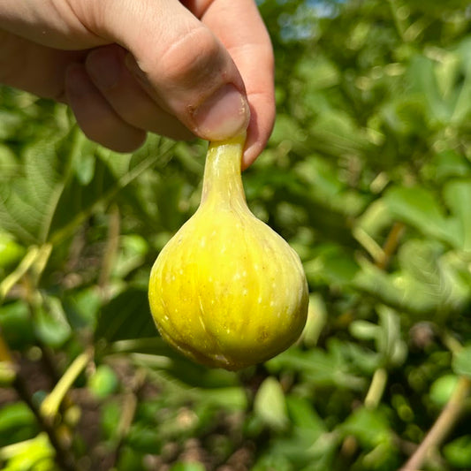 Golden Riverside Fig Tree