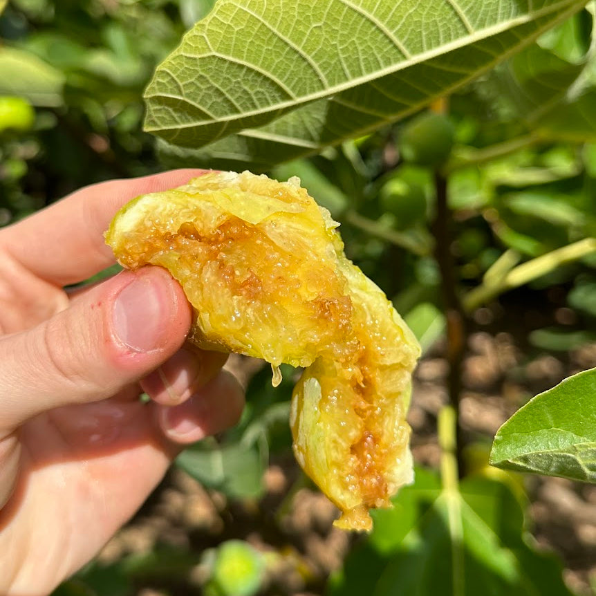 Golden Riverside Fig Tree