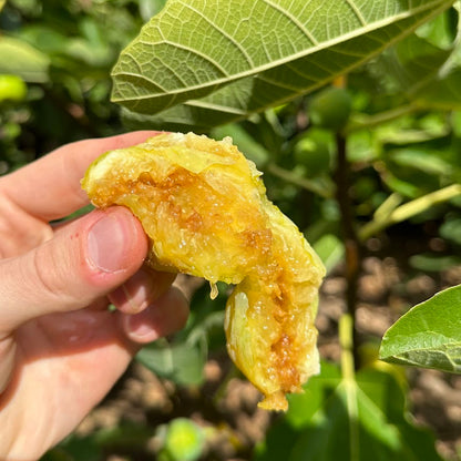 Golden Riverside Fig Tree