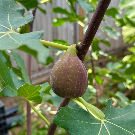 Longue d'Aout Fig Tree