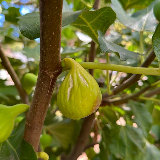 Peter's Honey Fig Tree
