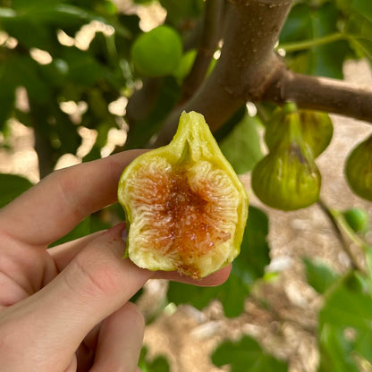 Peter's Honey Fig Tree