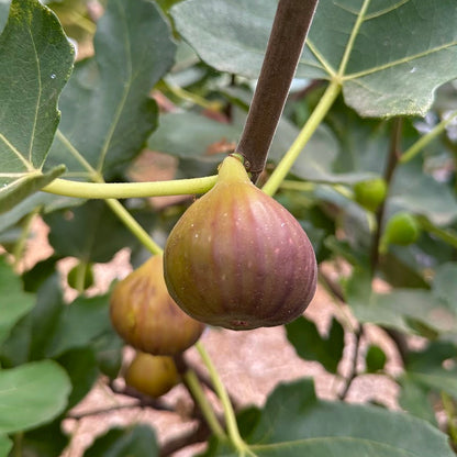 Neverella Fig Tree