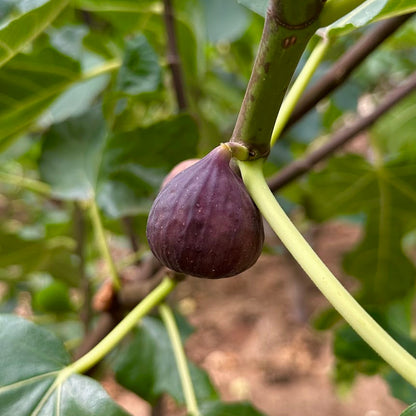 Florea Fig Tree