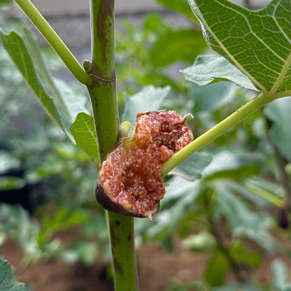Florea Fig Tree