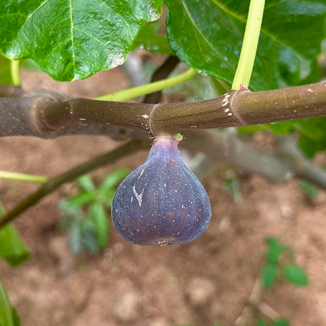 Black Madeira Fig Tree