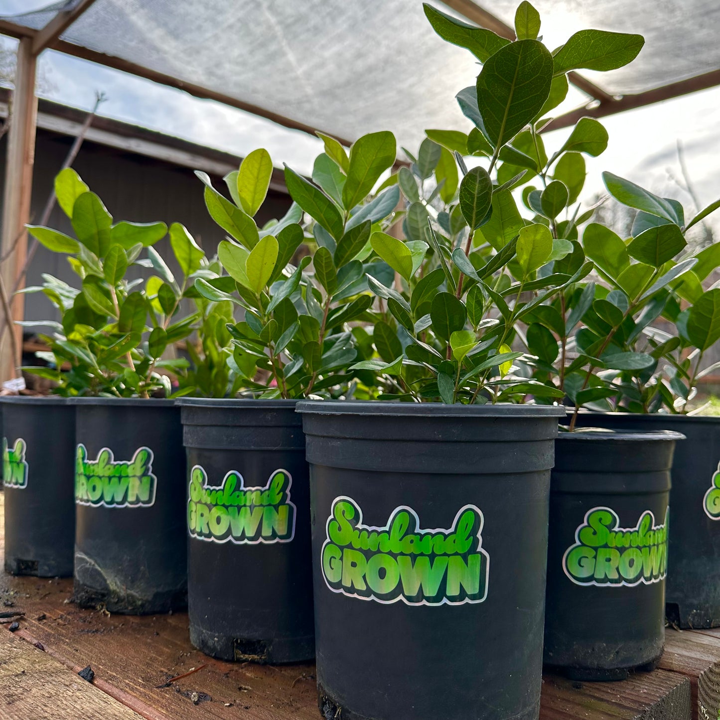 Pineapple Guava Seedling