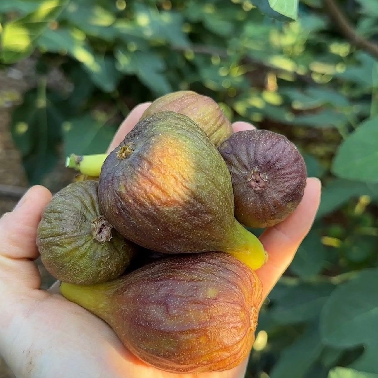 Olympian Fig Tree