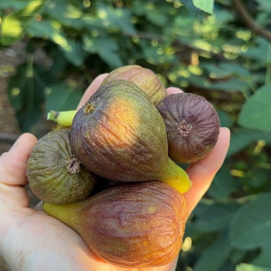 Olympian Fig Tree