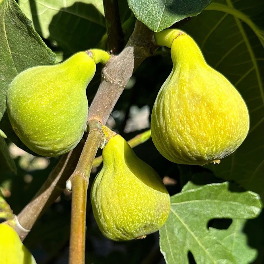 Desert King Fig Tree