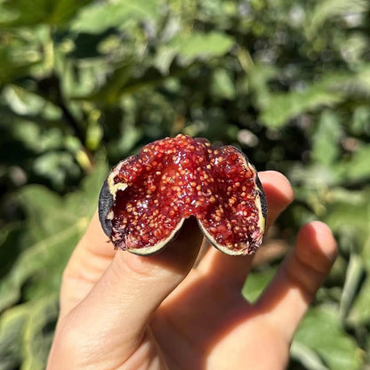 Ronde de Bordeaux Fig Tree