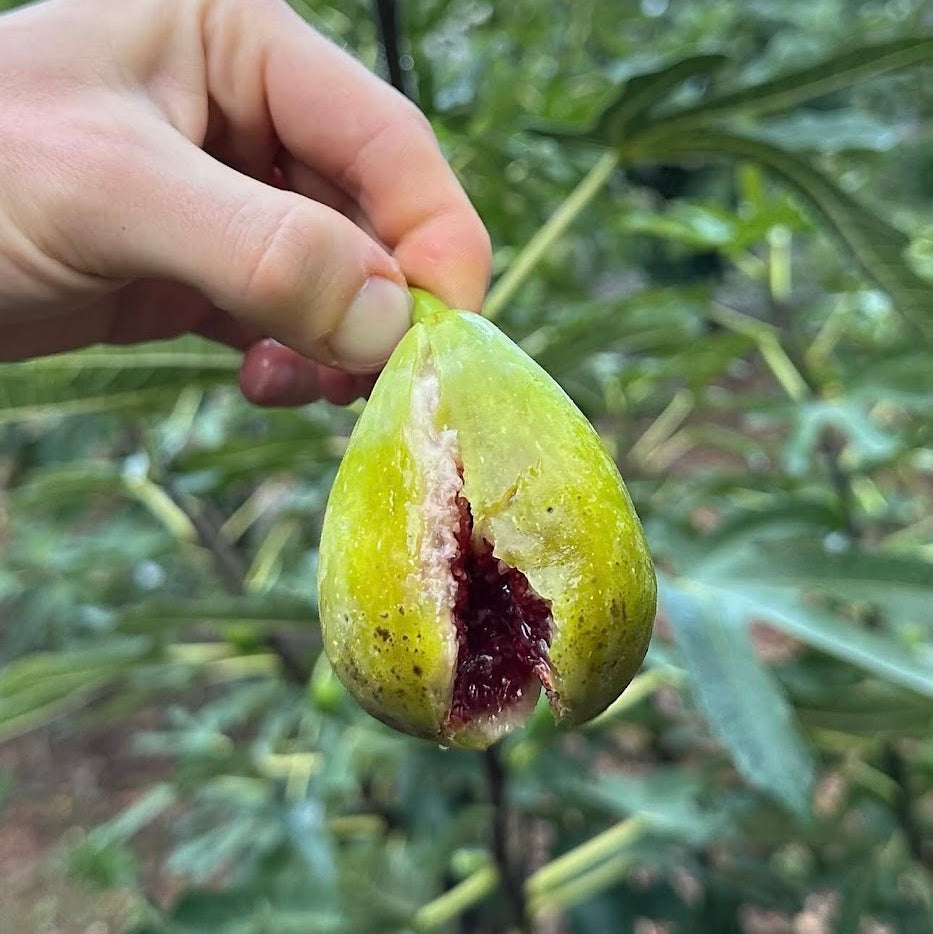Dalmatie Fig Tree