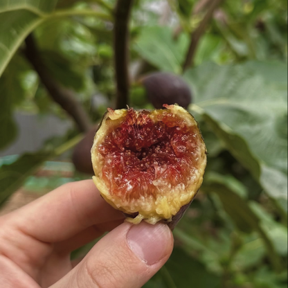 Chicago Hardy Fig Tree
