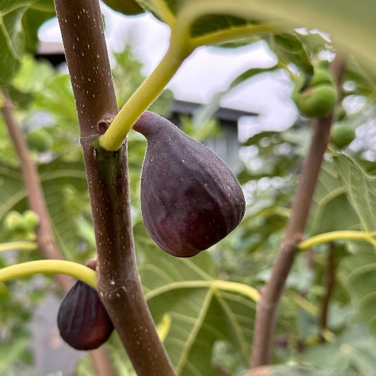 Chicago Hardy Fig Tree