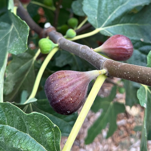 Celeste Fig Tree