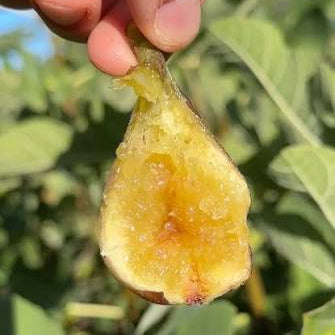 Neverella Fig Tree