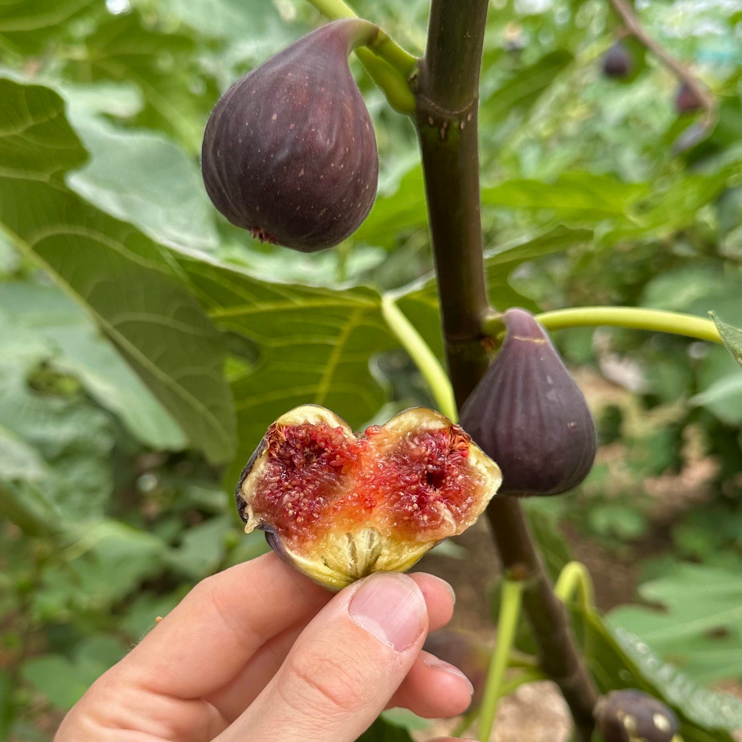 Marseilles Black Fig Tree