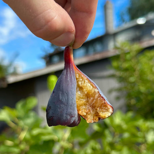LSU Purple Fig Tree